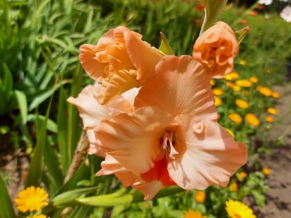 Когда сажать гладиолусы в открытый грунт в 2024 году: лучшие дни