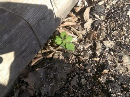 В Мордовии от клещей пострадали 590 человек