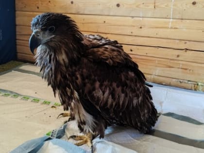 Спасенному в Мордовии орлану-белохвосту проведена операция