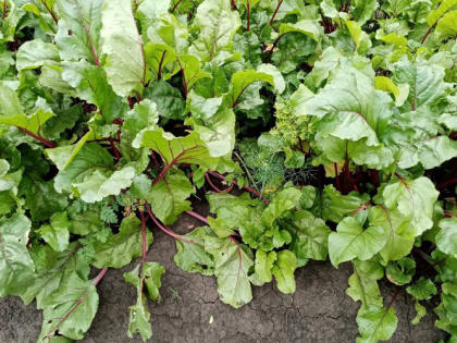 Когда сажать свеклу: благоприятные дни для посадки в 2023 году