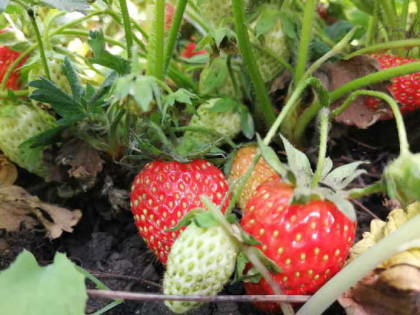 Клубника отплодоносила, что делать дальше?