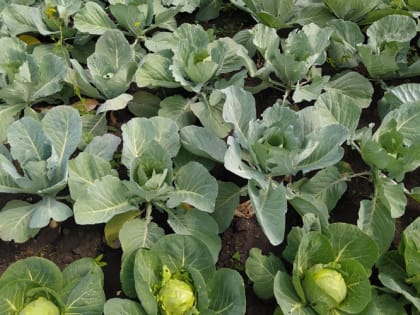 Не каждая капуста подходит для засолки