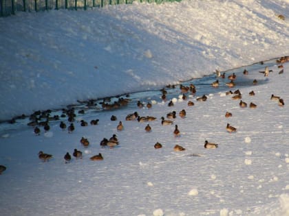 Жителей Мордовии призывают не выходить на тонкий лёд