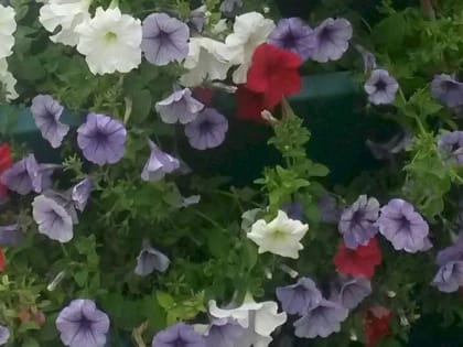 Что нужно сажать в декабре, чтобы получить шикарный результат