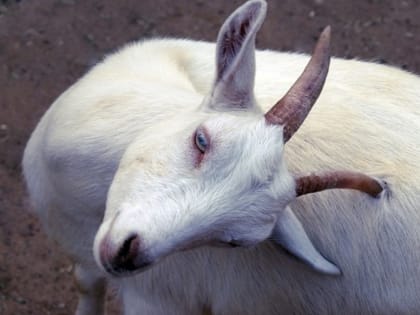 Бешенство в Мордовии: четвертый очаг выявлен в Старошайговском районе