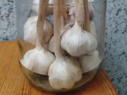 Посадка чеснока: благоприятные дни в 2023 году