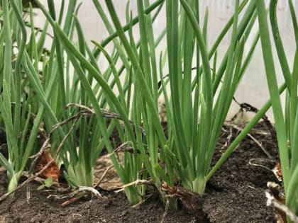 Как поливать лук для хорошего урожая 
