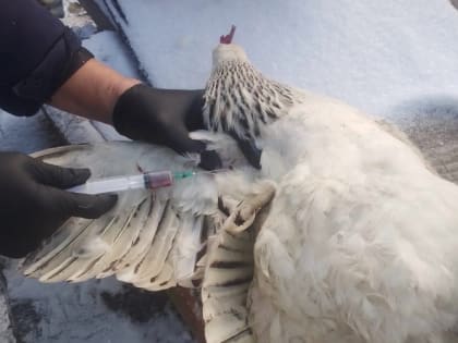 Проверка на птичий грипп в Мордовии