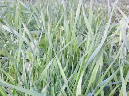 Пырей и проволочник: избавляемся от сорняка и вредителя