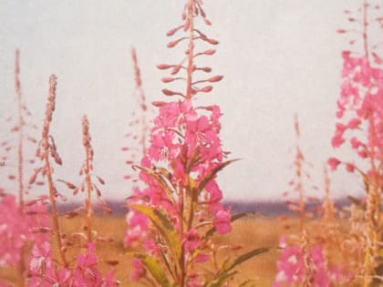 Стало известно, чем полезен зверобой