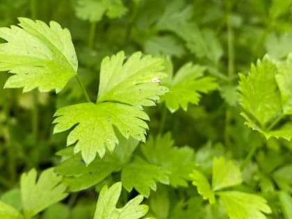 От проволочника, тли, муравьев и жуков: эти растения помогут избавиться от вредителей