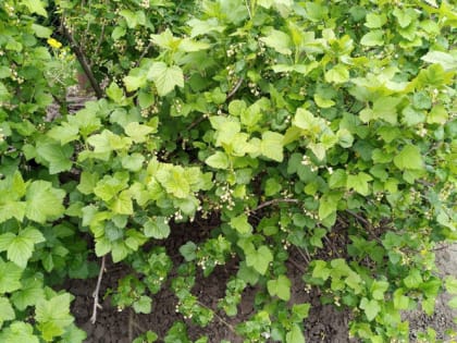 Лучшее время для обрезки черной смородины