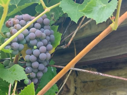 Что делать, если виноград подмерз