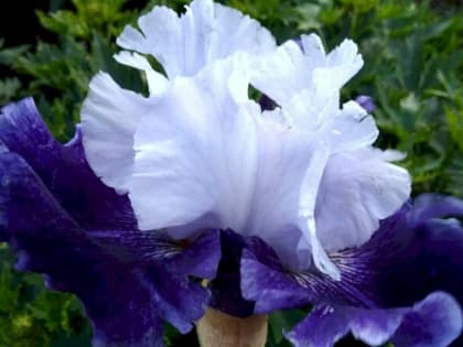 Нужно ли обрезать ирисы после цветения