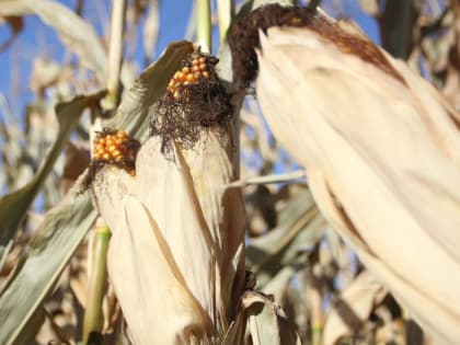 Когда и как правильно сажать кукурузу, чтобы выросли крупные початки