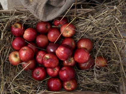 Специалисты назвали преимущества колоновидных деревьев