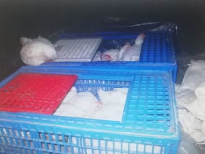 В Мордовии работников птицефабрики осудили за кражу кур