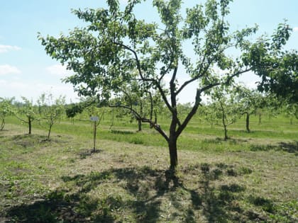 Эффективные методы борьбы с вредителями в конце сезона