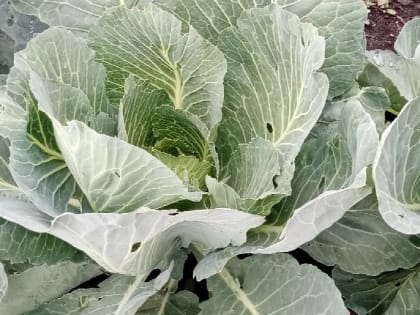Как защитить капусту от вредителей в aвгустe
