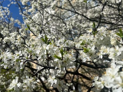 Подзимний полив: актуальные советы для садоводов