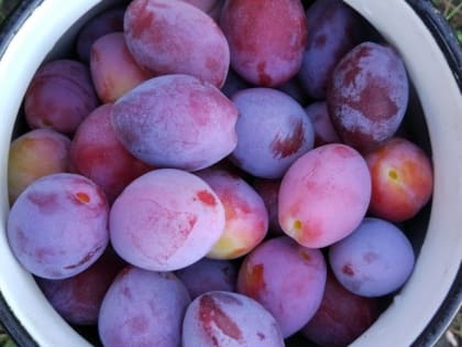 Избавляемся от сливовой плодожорки без всякой химии 