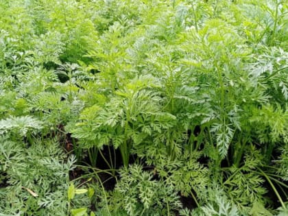 Почему морковь лучше убирать вечером