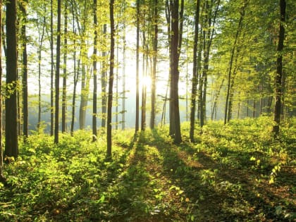 В Саранске объявлено оперативное предупреждение