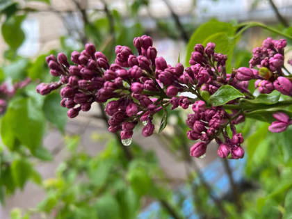 Синоптики рассказали о погоде в Мордовии на 9 мая