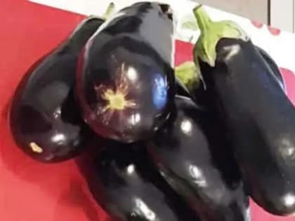 Благоприятные дни для посадки баклажанов в 2023 году