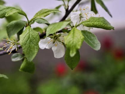 Неласковый май: как спасти цветущие деревья от заморозков