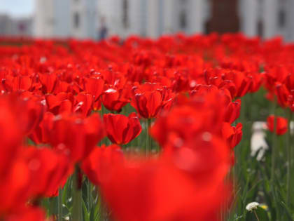 Как вырастить тюльпаны, нарциссы и гиацинты к 8 Марта