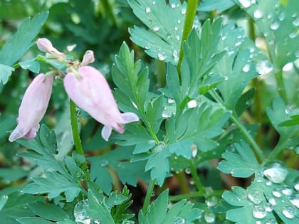 Что можно посадить на месте тюльпанов после цветения