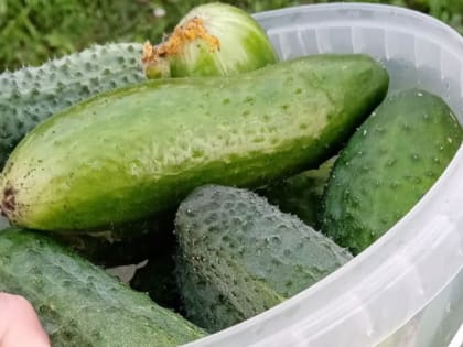 Как часто нужно поливать огурцы, чтобы урожайность была максимальной