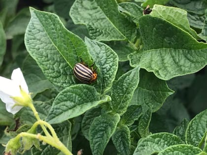 Дополнительный способ защиты картошки от проволочника