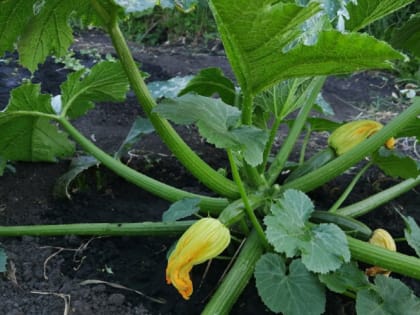 Куда можно посадить кабачки, если на участке мало места