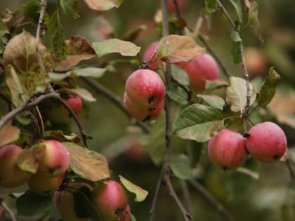 Секреты сушки яблок: советы от специалистов
