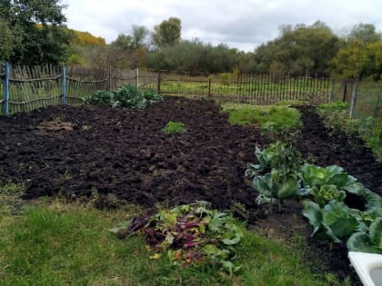 Что можно посадить в огороде в октябре 