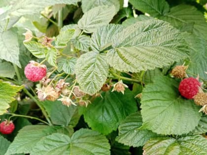 Как обрезать малину осенью