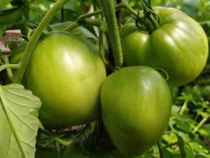 Что делать, если помидоры трескаются и гниют на кустах