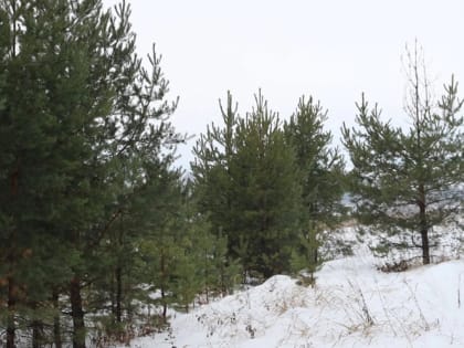 «Вечнозелёный молодняк не пострадал»: В Минлесхозе рассказали о итогах новогодних рейдов