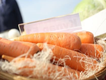 Как часто нужно поливать морковь 