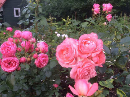 Как правильно ухаживать за розами в июле