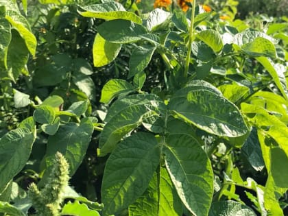 Посадка картофеля: благоприятные дни в 2023 году