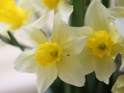 Секреты посадки нарциссов