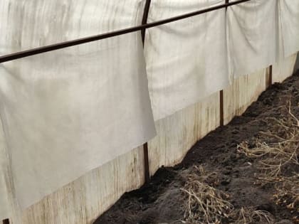 Что посадить в теплице прямо сейчас