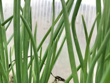 Когда сажать лук на рассаду из семян и как правильно это делать