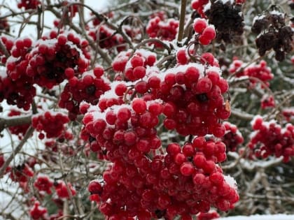 Зачем на участке нужен снег и как его накопить побольше 