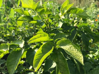 Чем подкормить сейчас картошку для большого урожая