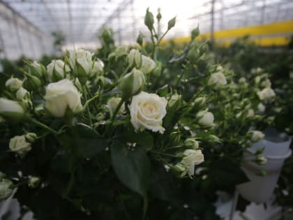 Розам нужно именно это для обильного и пышного цветения