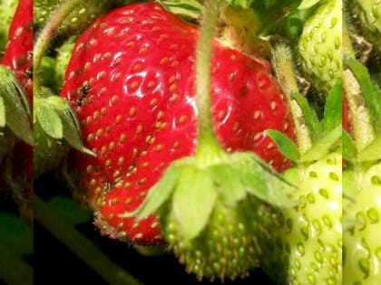 Чем подкормить клубнику после плодоношения